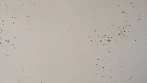 Camera moves along mold on the walls Stock-Footage 102571900