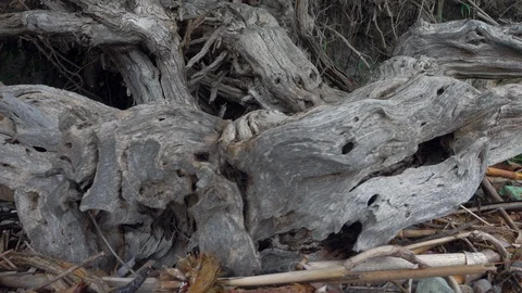 The camera moves along old dried roots Video stock 89958116
