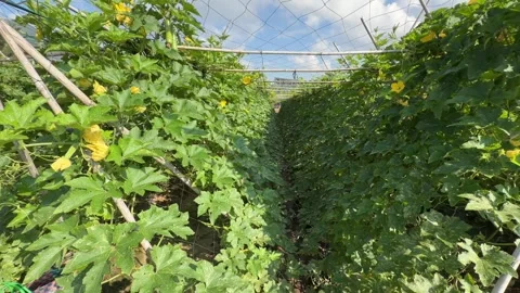 Camera moves along parallel rows of climbing luffa plants supported by bamboo 库存影片 334417890