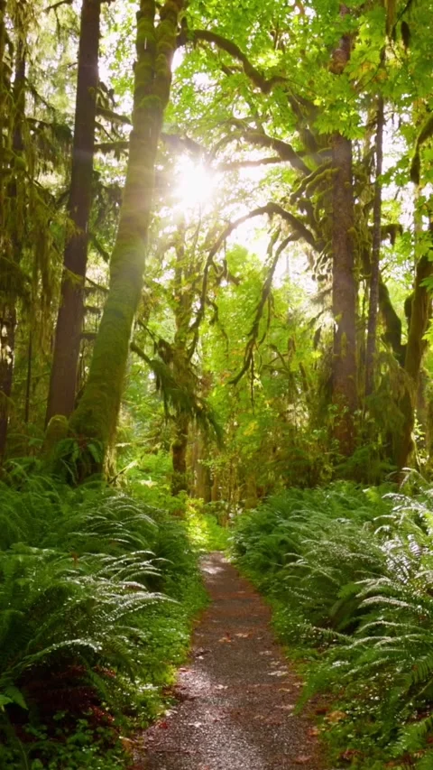 Camera moves along path among trees overgrown with moss and bushes. Rain forest Video stock 271137757