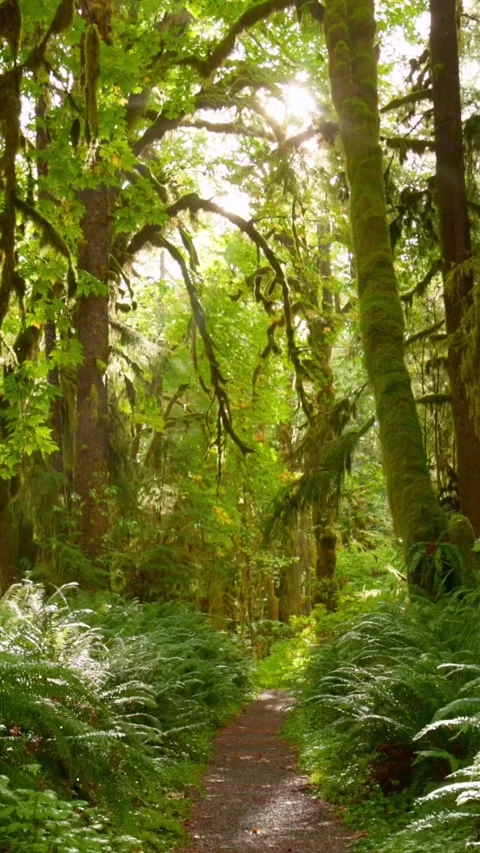 Camera moves along path among trees overgrown with moss and bushes. Rain forest Video stock 273209058