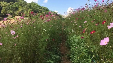 The camera moves along the path in a beautiful green formal garden Stock Footage 102730689
