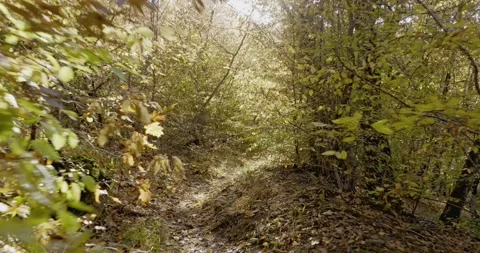 The camera moves along a path covered with dry oak leaves in an autumn forest on Stock Footage 260937881