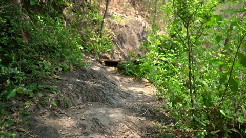 Camera moves along the path in the forest Stock Footage 84460432