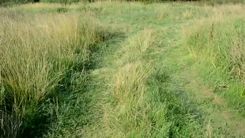 The camera moves along a path near the river Bank. A grassy road. Stock Footage 138378766