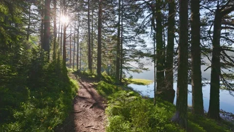 Camera moves along path through summer green forest on the shore of misty lake Stock Footage 157767723