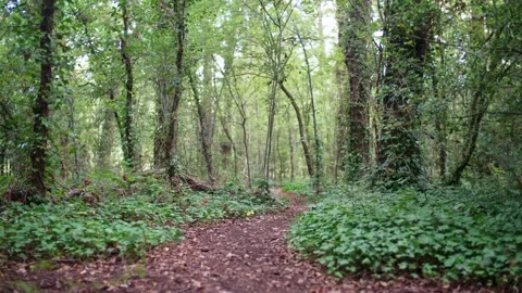 Camera moves along path through lush forest on beautiful day in wood in England Stock Footage 233916591