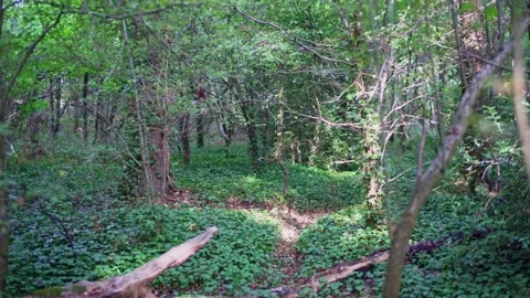 Camera moves along path through lush forest on beautiful day in wood in England Stock Footage 233916768