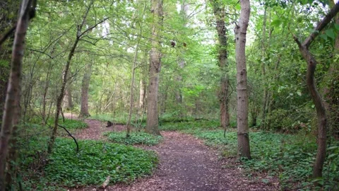 Camera moves along path through lush forest on beautiful day in wood in England Stock Footage 233916833