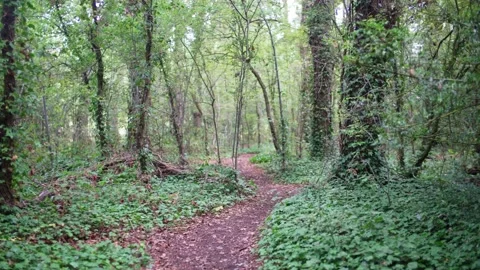 Camera moves along path through lush forest on beautiful day in wood in England Stock Footage 235939364