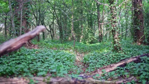 Camera moves along path through lush forest on beautiful day in wood in England Stock Footage 235939410