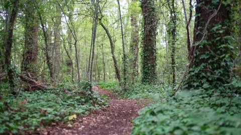 Camera moves along path through lush forest on beautiful day in wood in England Stock Footage 235939467