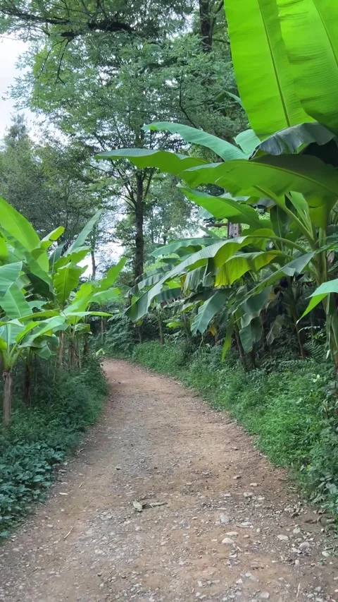 Camera moves along path in tropical park with exotic plants, banana tree leaves Stock Footage 260663835