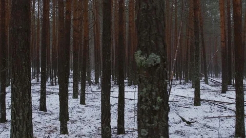 The camera moves along pine trees in a snow-covered forest. Video stock 129451343