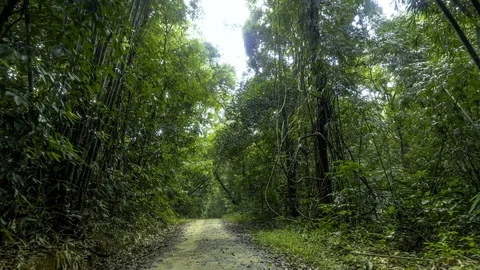 Camera moves along the road in the rainforest. Khao Sok National Park, Thailand Stock Footage 85842193