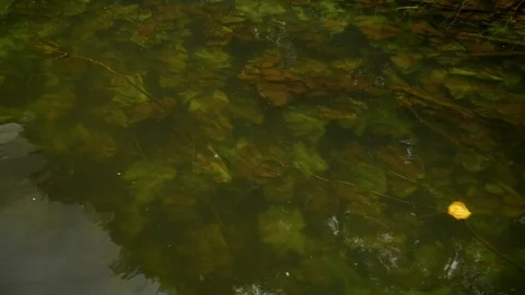 The camera moves along the shore along the river. Stock Footage 112376418