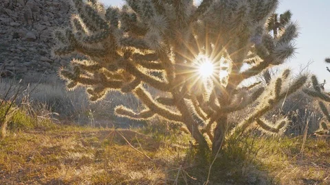 Camera moves along shrubs and trees in Joshua Tree national park. Sun breaks Stock-Footage 128384737