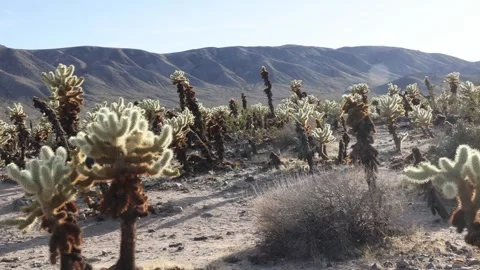 Camera Moves Along Shrubs And Trees In Joshua Tree National Park. Sun Breaks Stock Footage 241569147