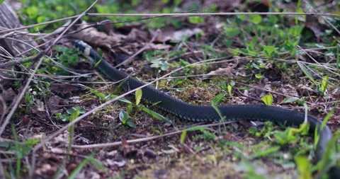 The camera moves along a snake lying in the grass by a wooden beam Video stock 253752085