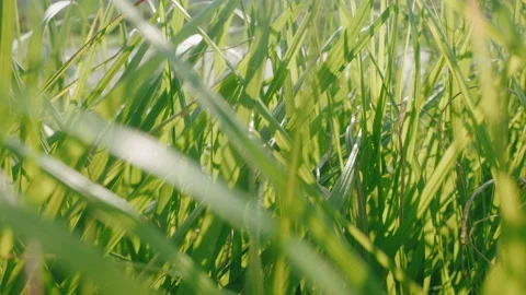 The camera moves along the tall grass Stock Footage 170333870