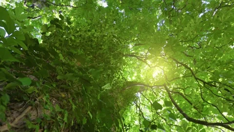 Camera moves up along tree trunk. Sun breaks through green leaves. Tree park Stock-Footage 247329807