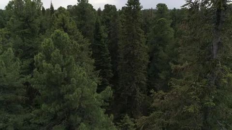 Camera moves along the treetops in Siberia Stock Footage 282780916
