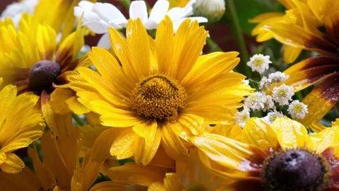 The camera moves along the yellow summer flowers. 4k video. Stock Footage 157609709