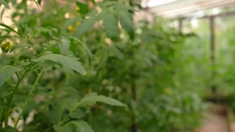 Camera moves among the beds with green unripe tomatoes in the greenhouse close 動画素材 199101256