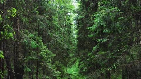 The camera moves among dense trees with green foliage. Mixed forest Stock Footage 154263899