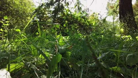 The camera moves among the grass and leaves in the forest. Vídeos de archivo 335447921