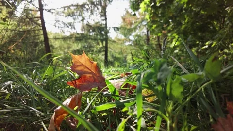 The camera moves among the grass and leaves in the forest. 스톡 동영상 335447936