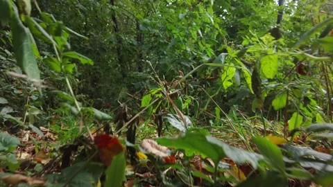 The camera moves among the grass and leaves in the forest. Stock Footage 335448002