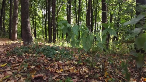 The camera moves among the grass and leaves in the forest. Vídeos de archivo 335448128
