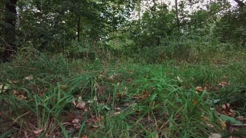 The camera moves among the grass and leaves in the forest. Vídeos de archivo 335448251