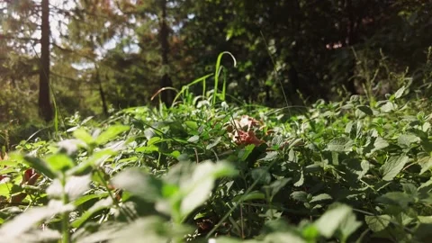 The camera moves among the grass and leaves in the forest. 스톡 동영상 335991723