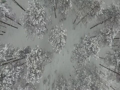 Camera moves among snow-covered trees during snowfall in forest at winter day. Stock Footage 69767493