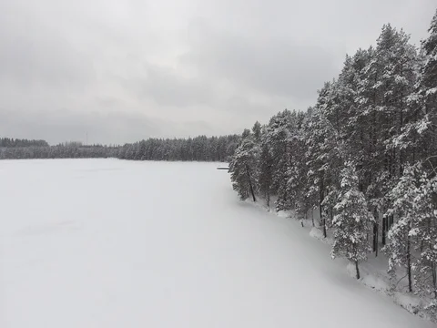 Camera moves among snow-covered trees during snowfall in forest at winter day. Stock Footage 69768118