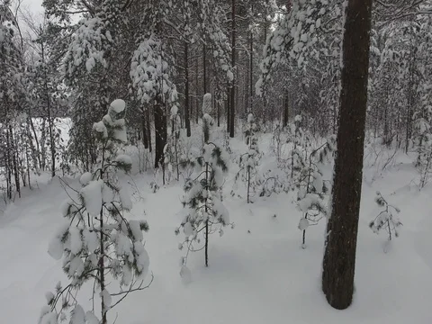 Camera moves among snow-covered trees during snowfall in forest at winter day. Stock Footage 69768133