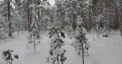 Camera moves among snow-covered trees during snowfall in forest at winter day. Stock Footage 69768188