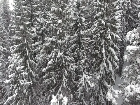 Camera moves among snow-covered trees during snowfall in forest at winter day. Stock Footage 69768256