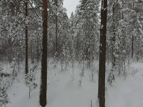 Camera moves among snow-covered trees during snowfall in forest at winter day. Stock Footage 69768302