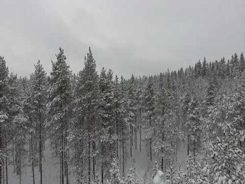 Camera moves among snow-covered trees during snowfall in forest at winter day. Stock Footage 69768451