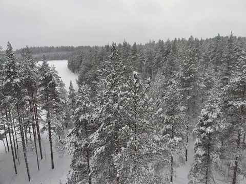 Camera moves among snow-covered trees during snowfall in forest at winter day. Stock Footage 69768604
