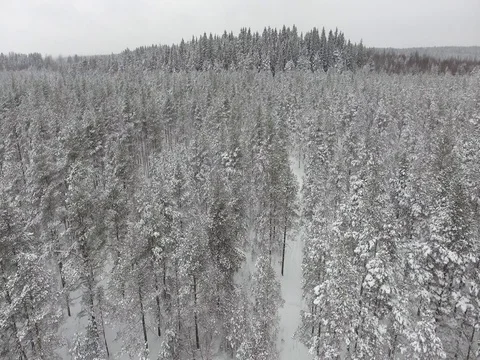 Camera moves among snow-covered trees during snowfall in forest at winter day. Video stock 69768688