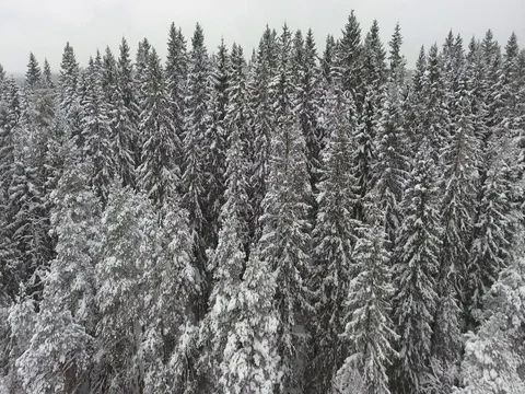 Camera moves among snow-covered trees during snowfall in forest at winter day. Stock Footage 69768926