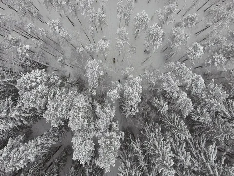 Camera moves among snow-covered trees during snowfall in forest at winter day. Stock Footage 69769439