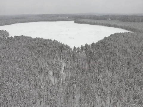 Camera moves among snow-covered trees during snowfall in forest at winter day. Stock Footage 69769646