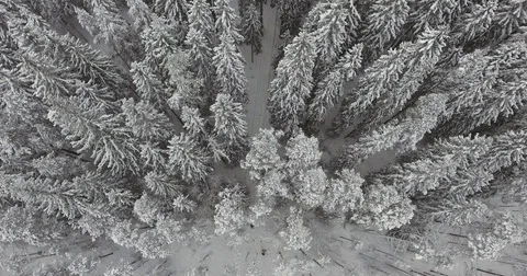 Camera moves among snow-covered trees during snowfall in forest at winter day. Stock Footage 69769675