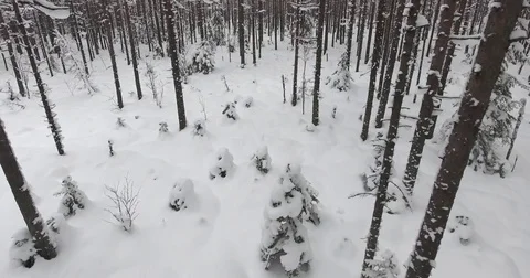 Camera moves among snow-covered trees during snowfall in forest at winter day. Video stock 69769689