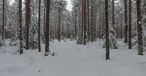Camera moves among snow-covered trees during snowfall in forest at winter day. Stock Footage 69769984